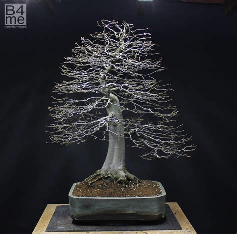 Lonicera Nitida Baggesens Gold”shrubby Honeysuckle Bonsai Bonsai4me