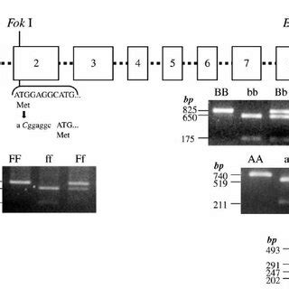 Exon Intron Structure Of The Vitamin D Receptor VDR Gene On