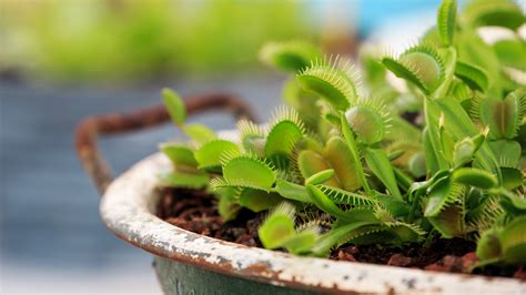 How To Care For A Venus Flytrap To Keep It Thriving Homes And Gardens