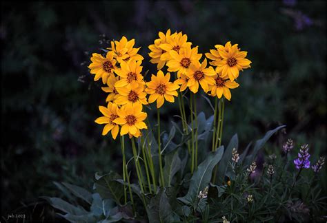 Arrowleaf Balsamroot Wildflower Balsamorhiza Sagittata Tak Flickr