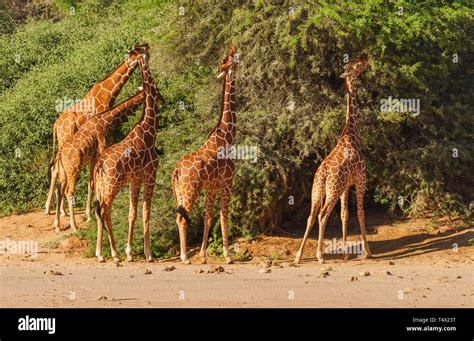 Group Five Reticulated Giraffe Giraffa Camelopardalis Reticulata Feed At Thorn Trees Bush