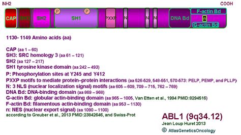 ABL1 (v-abl Abelson murine leukemia viral oncogene homolog 1)