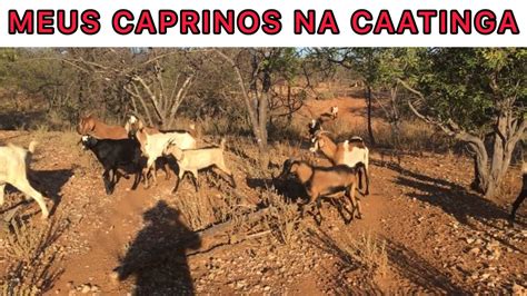 Meus Caprinos Soltos Na Caatinga YouTube