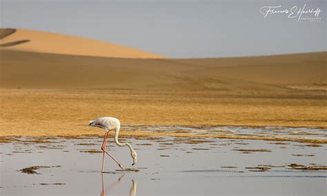 Desert Flamingo Francois Haarhoff Photography