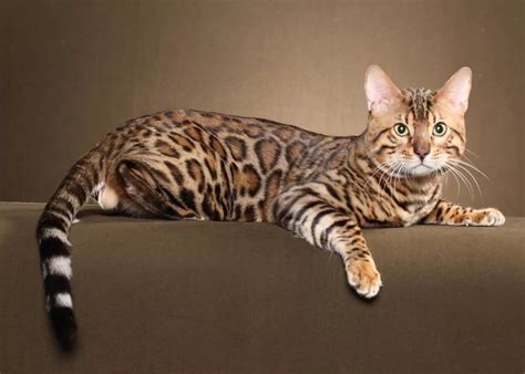 бенгальский кот: 5 тыс изображений найдено в Яндекс.Картинках Bengal ...