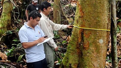 Sistema de Administración Forestal SAF Una Herramienta Nacional para