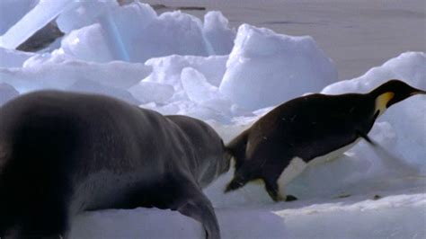 Leopard Seals Eating Emperor Penguins