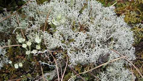 The Role Of Lichens And Mosses In Climate Change Min Faculty