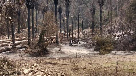 Gobierno De Chile Destinará 500 000 Dólares Para Restaurar Jardín Botánico Tras Incendios