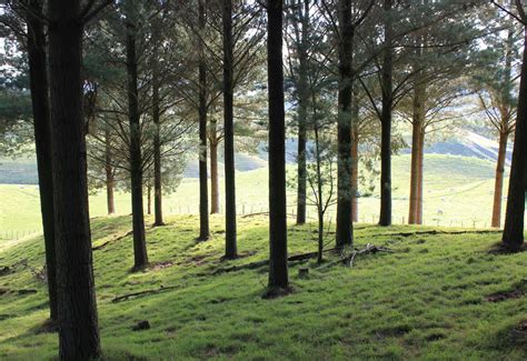 Download Serene Woodland Glade Wallpaper