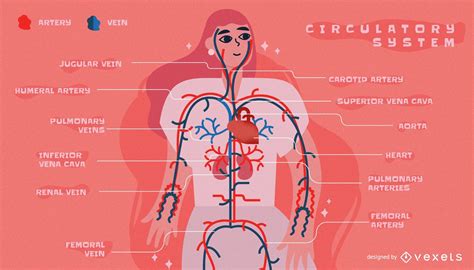 Descarga Vector De Plantilla De Infografía Del Sistema Circulatorio