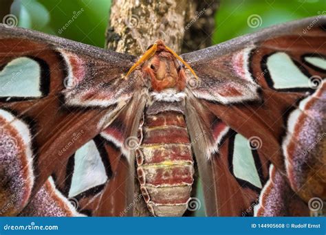 Las Polillas De Atlas De Attacus Son Uno De Los Lepidopterans M S