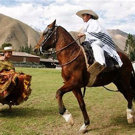 Are Peruvian Paso Horses Good For Beginners Diy Seattle