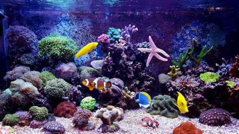 Complete Guide On Dosing Your Reef Tank Rules And Techniques