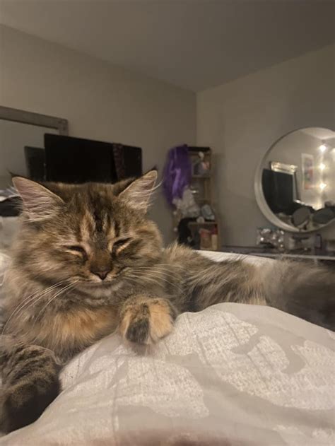 Fluffy Beans Rtoebeans