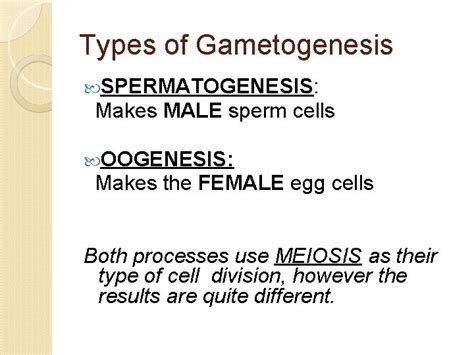 GAMETOGENESIS The Making Of Gametes GAMETE SEX CELL