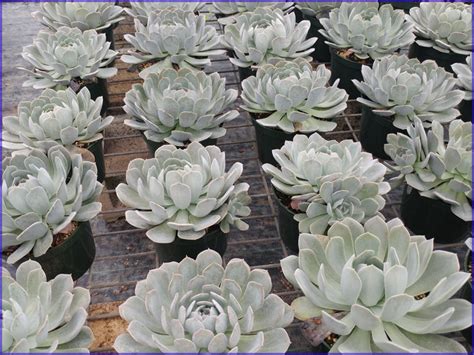 Echeveria ‘holy Gate Sunshine Tropical Foliage Home Of The