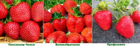 Сорта клубники – АГРАРИЙ