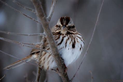 Wallpaper London Tail Nature Feathers Branch Morning Wildlife