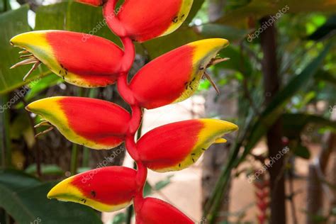 Heliconia rostrata también conocida como garra colgante de langosta o