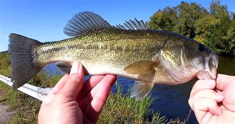 Fall Bass Fishing With A Texas Rig Keitech Swimbait Do Artificial