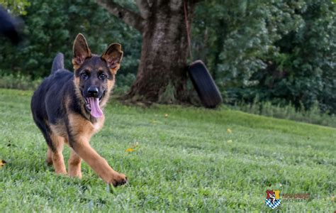 Sold Deep Red And Black Male Puppy German Shepherd Breeder Puppies