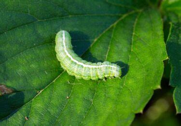 Chenilles Vertes Astuces Naturelles Pour S En D Barrasser