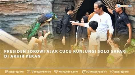 Presiden Jokowi Ajak Cucu Kunjungi Solo Safari Di Akhir Pekan Video