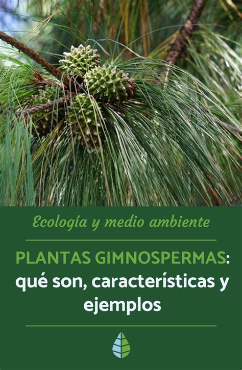 Plantas Gimnospermas Qu Son Caracter Sticas Y Ejemplos Con V Deo