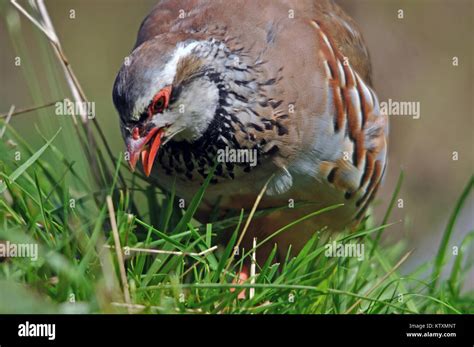 Red Legged Partridge France Hi Res Stock Photography And Images Alamy