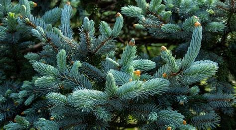 17 Shade Tolerant Evergreen Trees For Shady Garden Spaces Partial