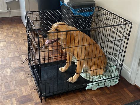 size crate  good   cocker spaniel