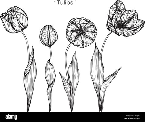 Tulpe Blume Zeichnen Abbildung Schwarz Und Wei Mit Line Art Stock