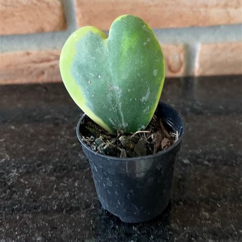 Hoya Kerrii Variegata Pote Suculentas Holambra