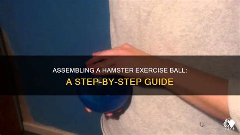 Assembling A Hamster Exercise Ball A Step By Step Guide Petshun