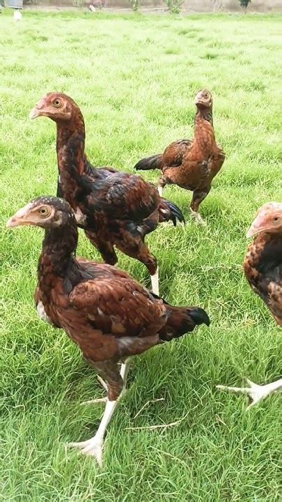 pela pata pala bache pala jawa cheetah aseel pate high quality mix