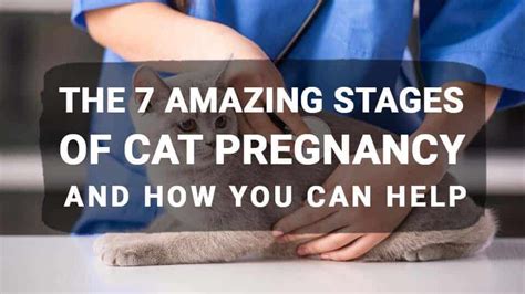 The 7 Amazing Stages of Cat Pregnancy And How You Can Help - Meowkai