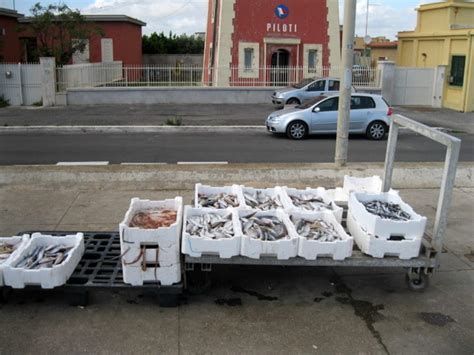 Ostia Sequestrati 46 Chili Di Pesce Venduto Illegalmente