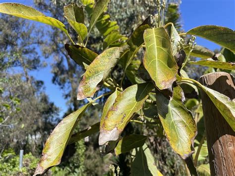 7 Reasons Avocado Leaves Turn Brown And How To Fix It Couch To Homestead