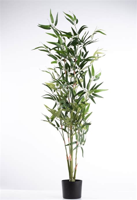 Golden Bamboo Plant Holy And Fengsui Golden Bamboo Live Off