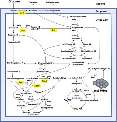 Central Metabolism Of P Putida Kt2440 Enzymes Of Interest Are