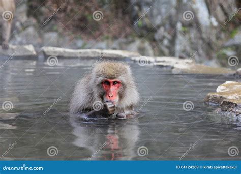 Snow Monkey In Hot Spring Jigokudani Nagano Japan Stock Image Image Of Nature Furry 64124269