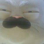 Squinting cat Meme Generator - Imgflip