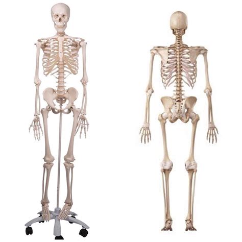 Upper Lower Limbs Diagram Quizlet