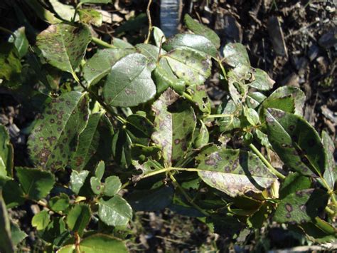 Collecting Plant Specimens