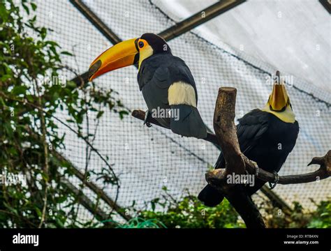 Giant Toucans Hi Res Stock Photography And Images Alamy