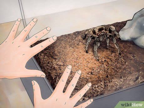 How to Tell If Your Tarantula Is Molting: 5 Signs