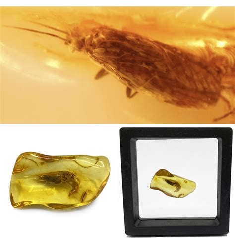 Fossils For Sale Fossils Uk Genuine Eocene Baltic Amber