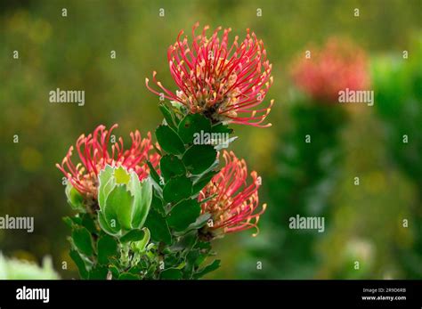 Fynbos Vegetation Flora At Grootbos Nature Reserve Western Cape