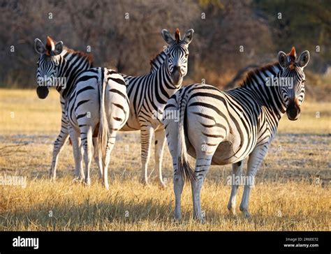 Zebra Migration Im Makgadikgadi Pans National Park Botswana Zebras At